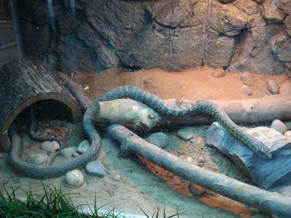 白唇蟒-风景-zol相册